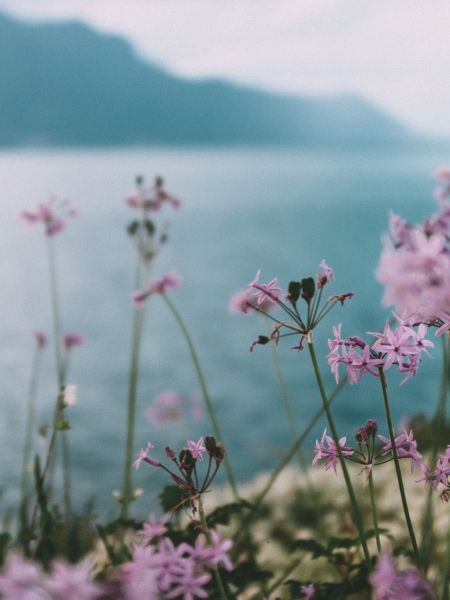 A foreground of purple wildflowers with a lake and mountains in the background 